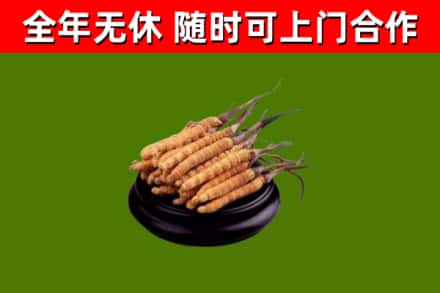个旧回收散虫草