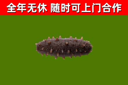 个旧回收海参干